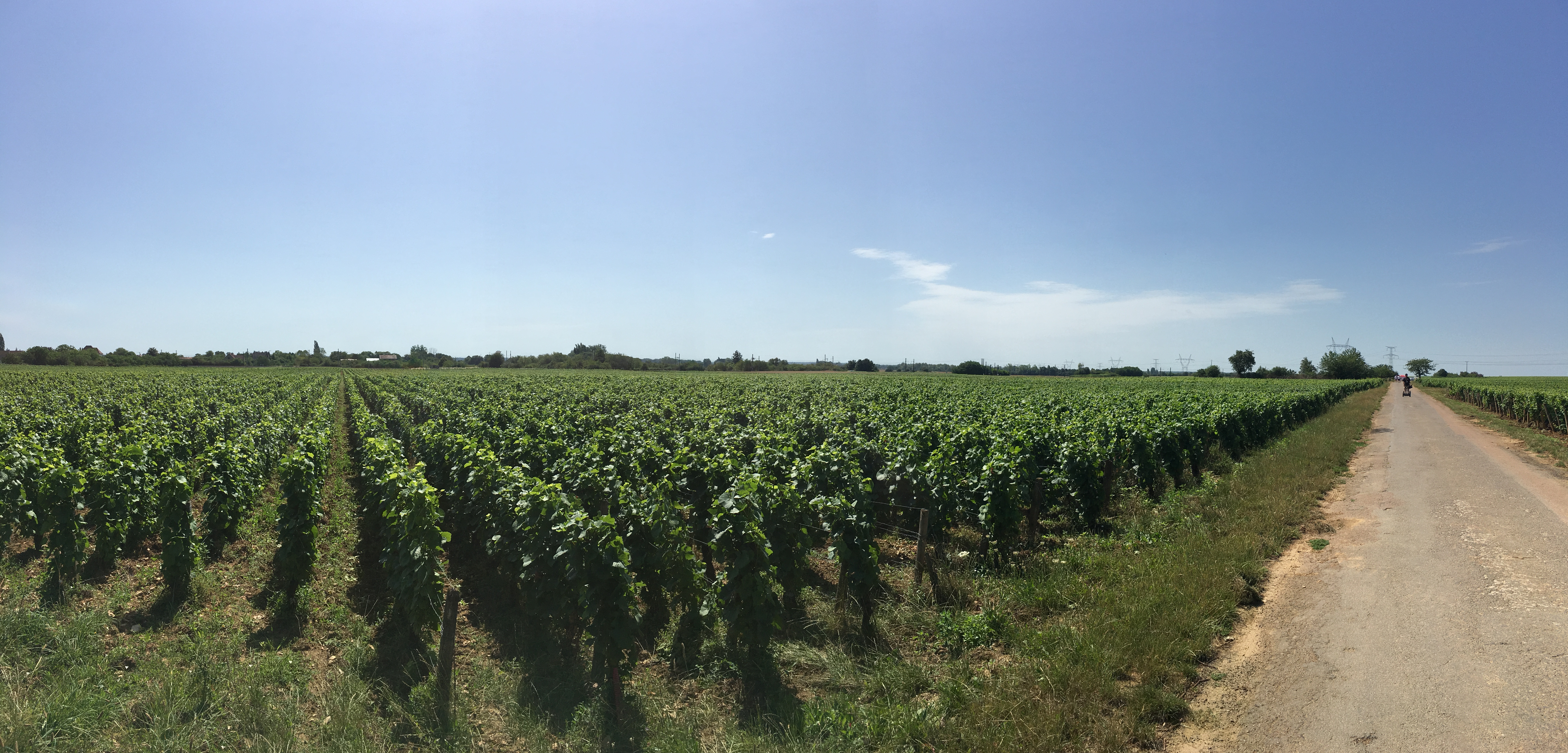 13900-Tour_2017_Bergerac_Vines_.jpg